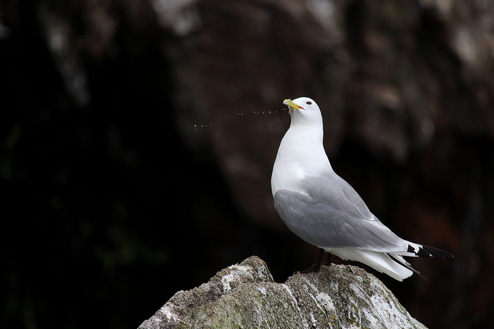 Photo : Romain Guénard