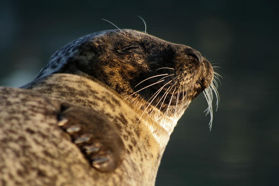 1 - Phoque veau marin