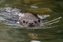 Eurasian Otter (Lutra lutra) Immature,close up head portrait..jpg