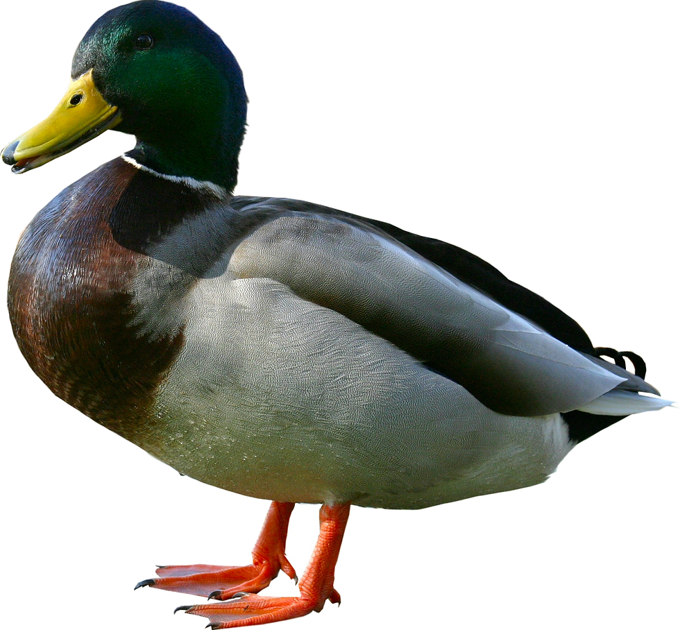 Duck