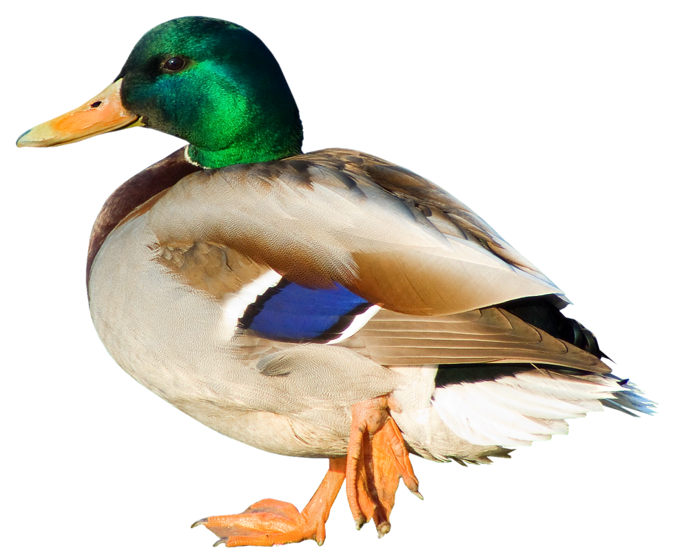 Duck_PNG_Picture