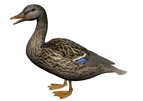 Duck 2016