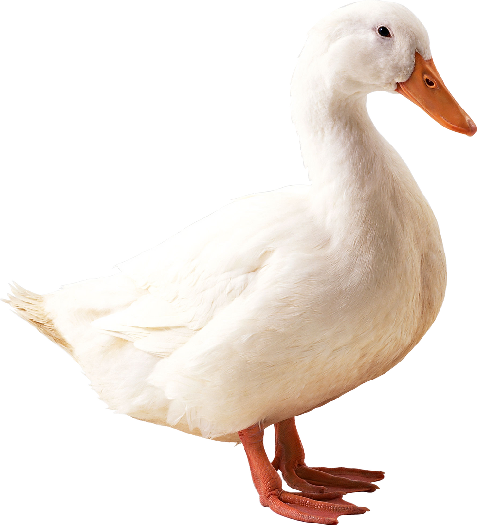 Duck