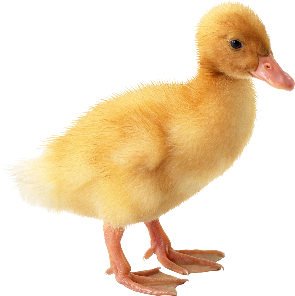 Duck