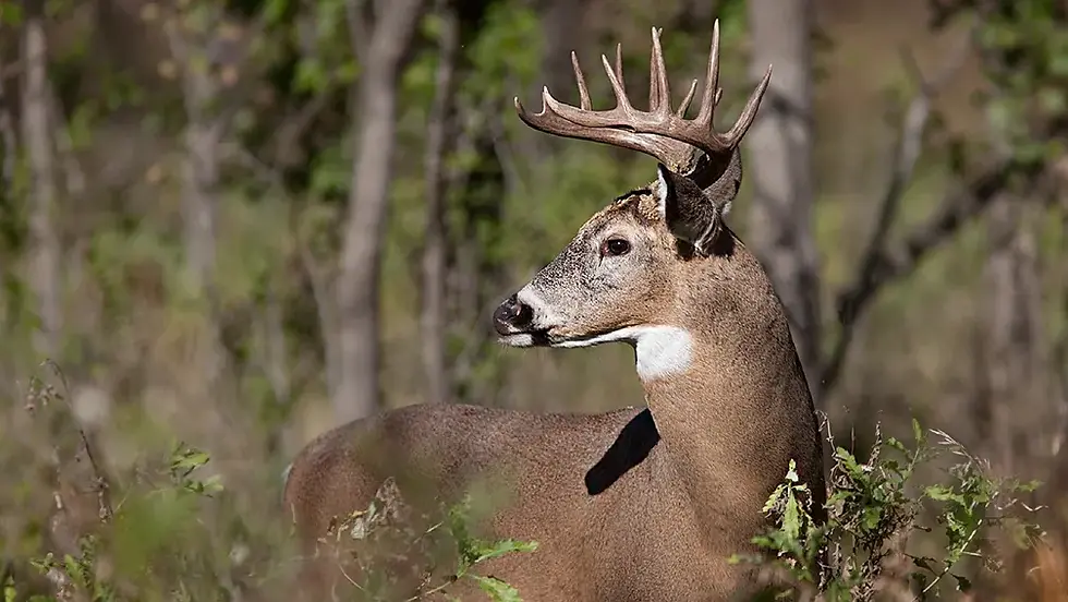 47a2e264-c131-4f50-92e8-ef315e56219c-whitetailbuck.webp