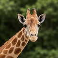 Grirraffe Ranch.png