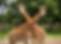 Grirraffe Ranch.png