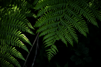 fern3.PNG