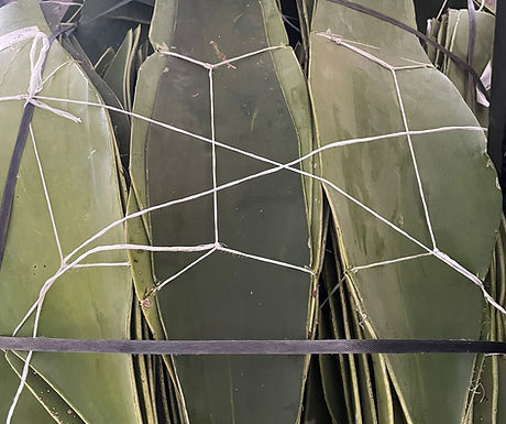penca de maguey.jpeg