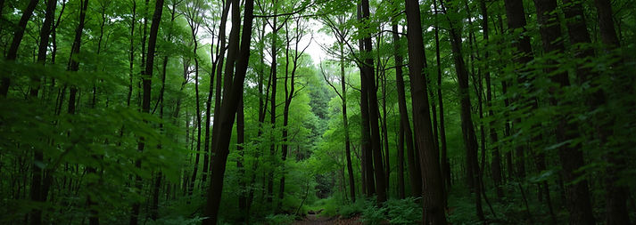 Upstate ny forest.jpg