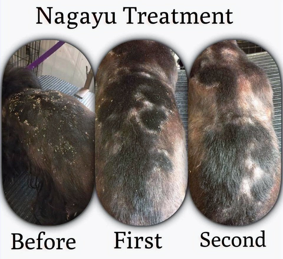 Now available at Bubbles Dog Grooming. Nagayu CO2 spa Skin Therapy