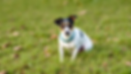 Jack Russell terrier