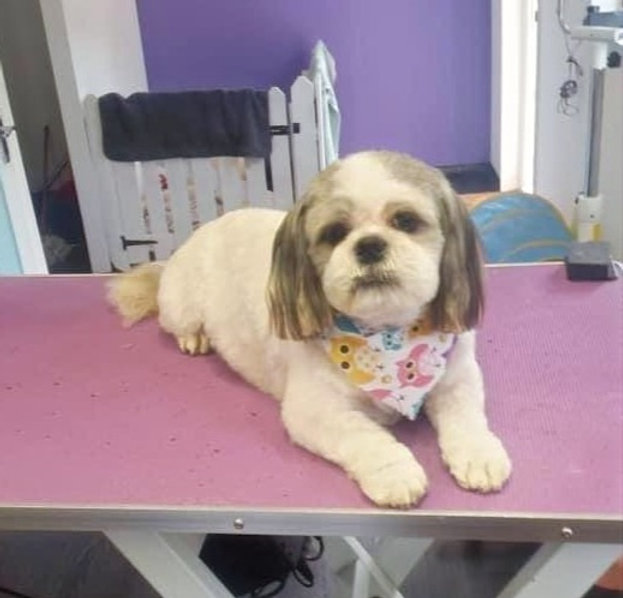 How often and why should you brush a dog