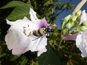 Ein Käfer mit schwarz-gelbem Körper und orangefarbenen Fühlern sitzt auf einer hellvioletten Hibiskusblüte, umgeben von grünen Blättern und Knospen unter dem klaren blauen Himmel einer afrikanischen Safari.