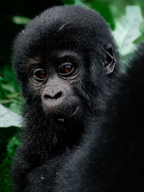 Diese Nahaufnahme eines jungen Gorillas mit dunklem Fell, aufgenommen durch die Linse der professionellen Tierfotografin Nina Wiesmeyr, strahlt Emotionen aus. Seine ausdrucksstarken Augen blicken vor dem Hintergrund üppigen grünen Laubs in die Kamera und zeigen Wiesmeyrs Expertise in der Tierfotografie.