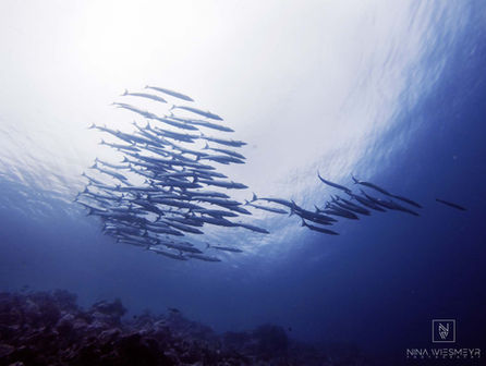 A school of elongated fish swim gracefully beneath the sunlit surface of Raja Ampats crystal-clear waters—a true divers paradise. The tranquil scene reveals a faintly visible seabed as light dances through, inviting travelers to explore and share their experiences on their travel blogs.