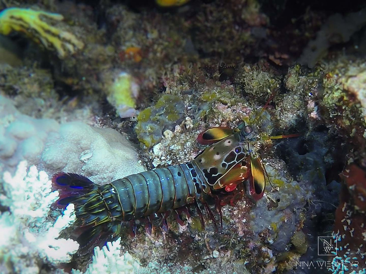 In the divers paradise of Raja Ampat, a colorful mantis shrimp with a blue and green segmented body and vibrant patterns on its back perches on a coral reef. The surrounding coral showcases an array of textures and colors, including whites and yellows.