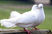 My Love, You Have Dove's Eyes
