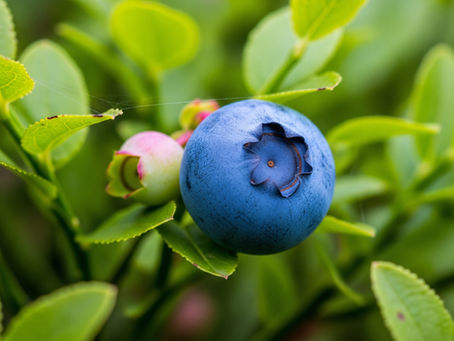 Arándanos: el pequeño fruto que transforma tu bienestar