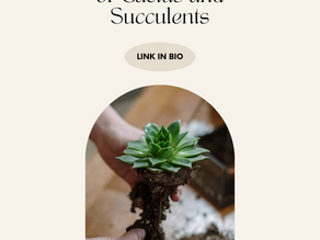 Succulent Comeback: Try Again, Thrive Again