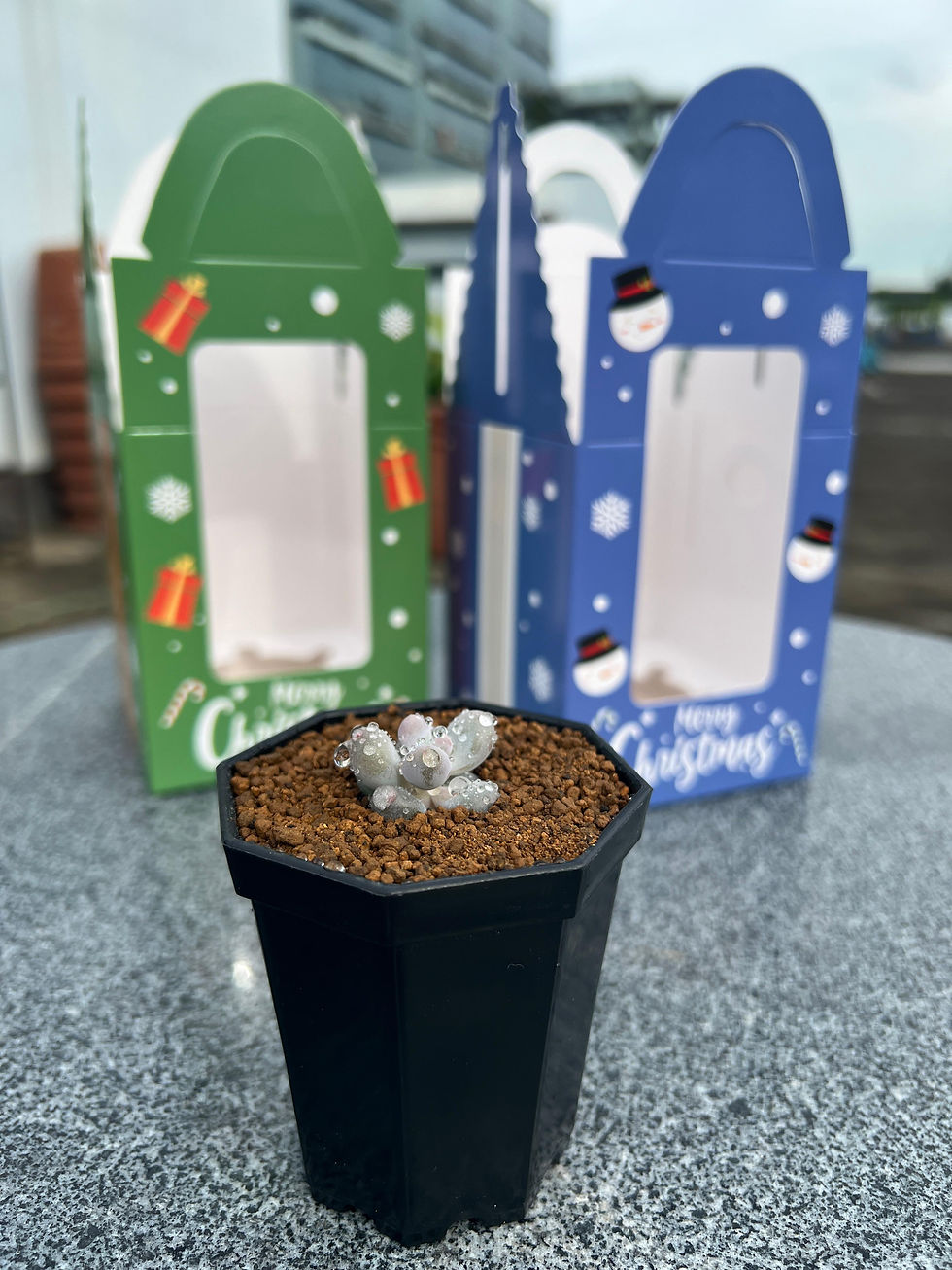 Thumbnail: Christmas Gift Set