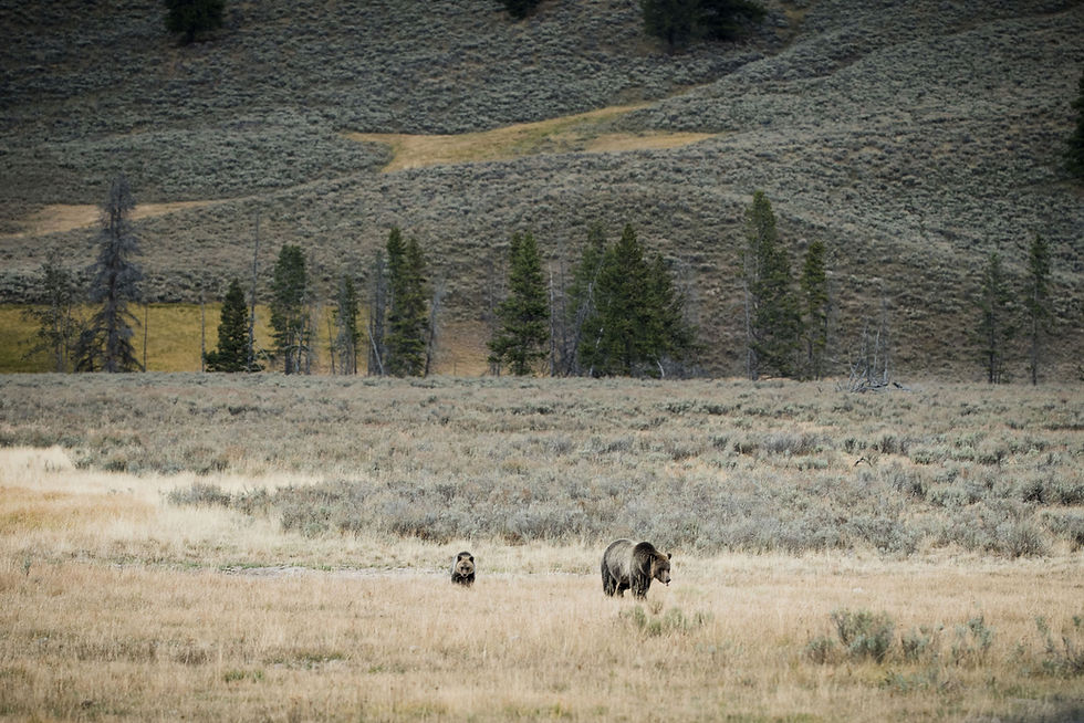 Yellowstone National Park elopement photographer, Wyoming elopement photograher, Montana elopement photograher, Yellowstone fall elopement, Grizzly bears at Yellowstone National Park elopement