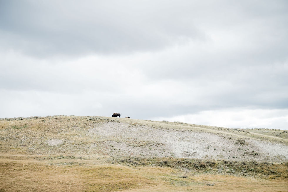Yellowstone National Park elopement photographer, Wyoming elopement photograher, Montana elopement photograher, Yellowstone fall elopement, Bison at Yellowstone National Park elopement