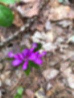 Fringed Polygala a/k/a Gayflower