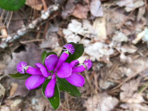 A colorful and fragrant morning on Atlantic Way Trail