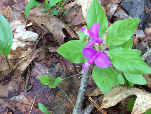 The trails are blooming!!!
