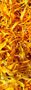 CALENDULA.jpeg