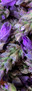 LAVANDA.jpeg