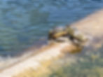Friendly Turtles on River 5 - K. Besecker
