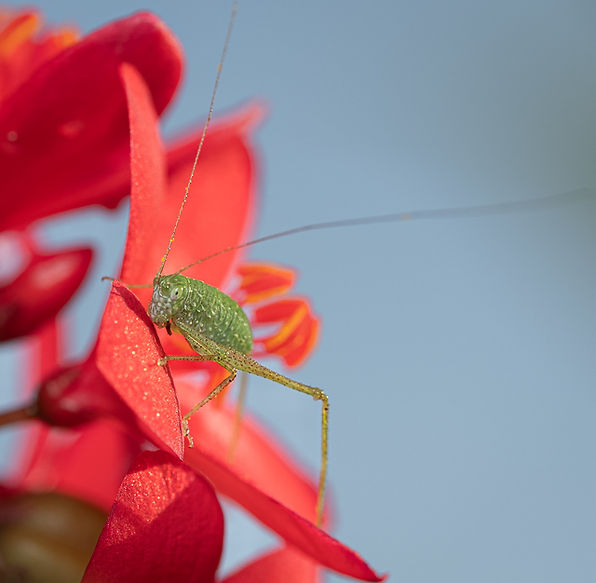 Katydid Nymph_2 H. Rivero.jpg