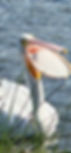 American White Pelican - Open Wide! L. Groves