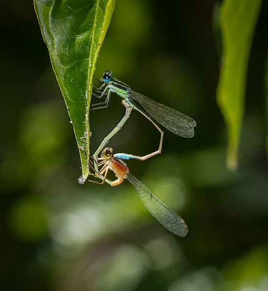 Mating Damselflies H. Rivero.jpg