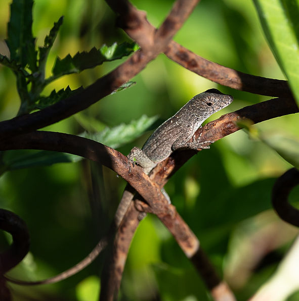 Brown Anole.jpg