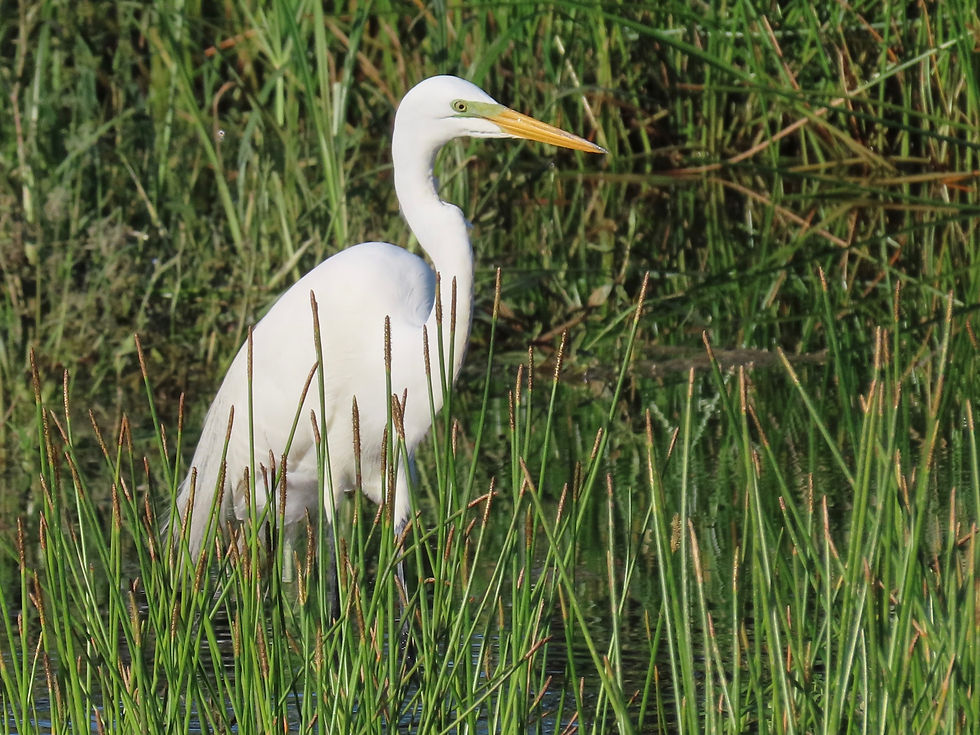 Great Egret back of R9 H. West