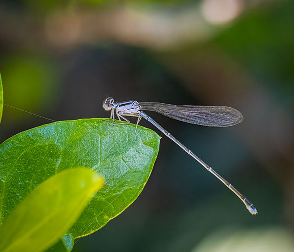 Blue Damselfly H. Rivero.jpg