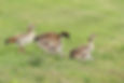 Egyptian Geese w ducklings H3 and Hybrid friend H. Rivero