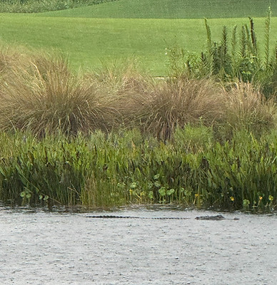 Large lurking alligator_edited.jpg