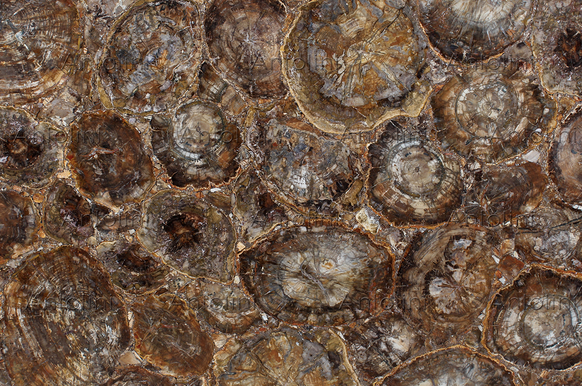 Brown Petrified Wood.png