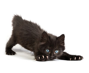 cat-2.jpg