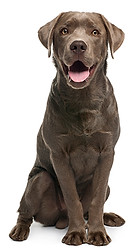 vacsin-dog-1.jpg