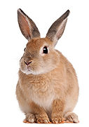 rabit.jpg