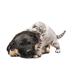 contact-2.png