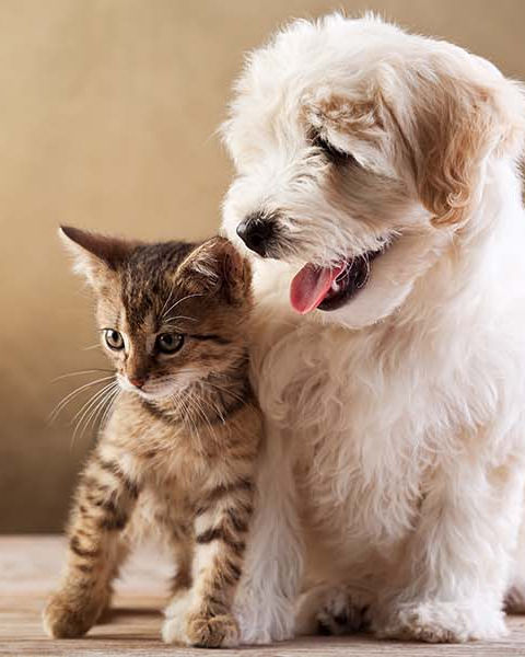 מרפאת החיות של מיקה