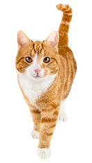 cat-3.png