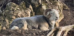 Herdwick Bock
