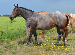 DSC_1132.JPG